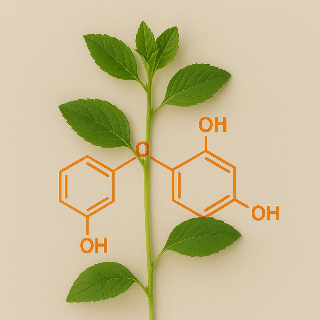 Plant-Based Senolytic Flavonoids Are Linked to Slower Aging: New Study