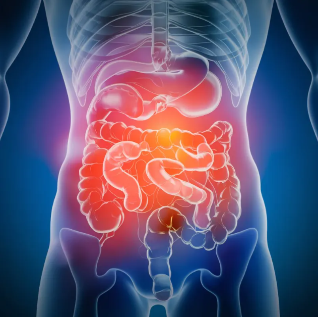 Transforming Gut Health: New Study Shows NMN Fosters Beneficial Bacteria Growth