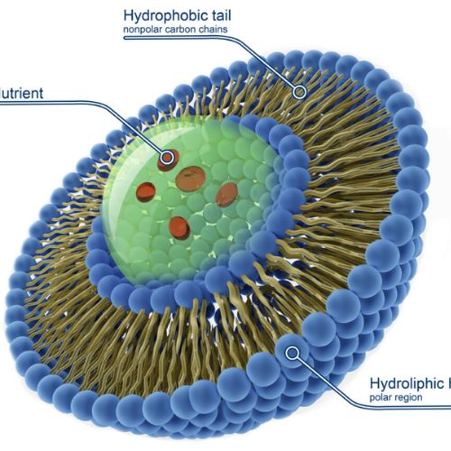 NMN Supplementation Upgraded: Exploring the Benefits of Liposomal Delivery