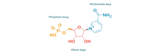 How is NMN manufactured? Read this before you start taking NMN