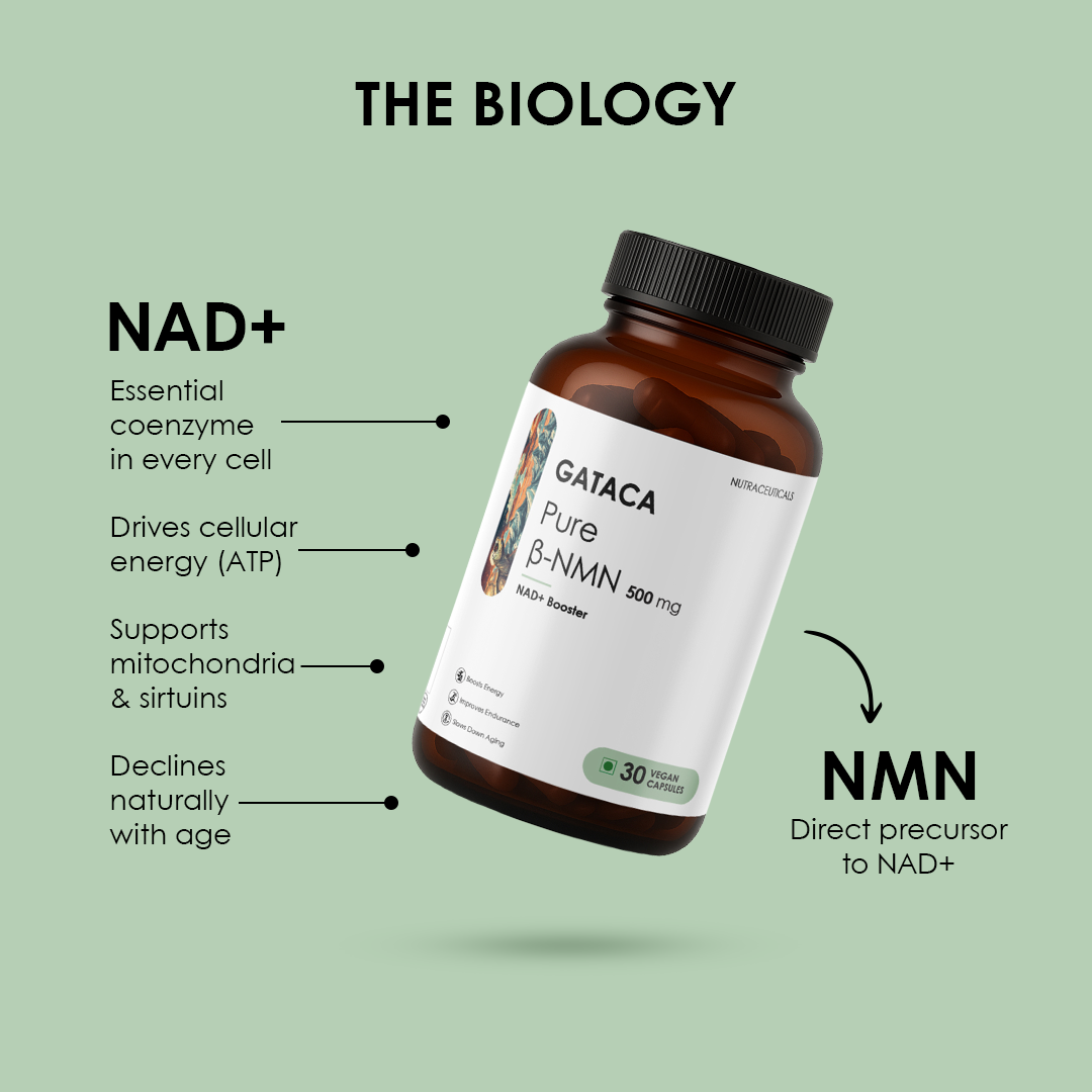 Pure β-NMN 500 mg | Nicotinamide Mononucleotide | More Energy, More Endurance, More Life